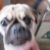 Looking for a night out with a female dog.