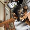 Yorkie girl puppies