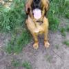 Male Bloodhound to Good Home