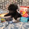 Toy poodle female @ Poondikkers Poodles