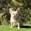 Curly carrier Adult female French bulldog blue Carries chocolate tan cream fluffy and curly