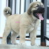 Purebred Caucasian Ovcharka pup 1