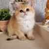 NEW!!!! Elite British kitten from Europe with excellent pedigree, male. Barni2