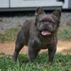 AKC Fluffy French Bulldog