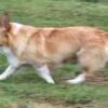 Adult corgi female looking for forever home