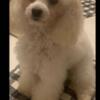 Toy poodle female for sale