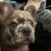 Male AKC Frenchies 1 yr old  AKC, 1 lMerle Harlequin fluffy and 1 Isabella Merle fluffy carrier producer!