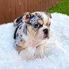 Trixie, English Bulldog Female
