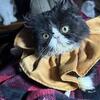 Persian Kitten