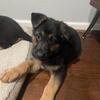 adorable german shepards