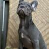 Frenchie Puppies for sale