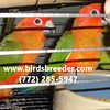 Baby red factor Sun Conures available at $750 each