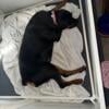 FULL AKC registered rottie pups due any day 