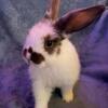 full bred holland lopped baby bunny (buck)