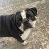 Pug 
