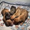 Dachshund puppies born 5/7/2025 - Ready for a forever home on 6/25/2025. Call 225-290-9000