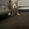 Male pocket bully