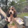 AKC Female Basset Hound puppies