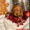 MINI GOLDENDOODLES PUPS