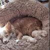 2 female chihuahua
