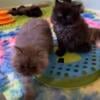 CFA BLACK OR BLUE SMOKE PERSIAN KITTENS