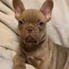 French Bulldog Puppies