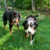 Bernese Mountain Dog Puppies-LItter due Oct. 25 (PIctures of Bella and Gus)