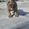 American Bully Female