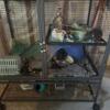 4 male rats and critter nation cage