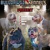 Pocket bully 3females 2 males abkc ukc and icbr registered show quality