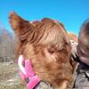 Dexter Bull Calf