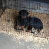 German Rottweiler puppies 
