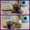 AKC French bulldog puppies