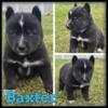 AKC Siberian Huskies 