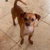 Pet Sitter Needed for Buddy 🐾