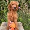 Miniature male Goldendoodle puppy