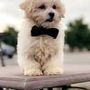 Champion Malti-Poo for STUD