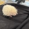 Baby hedgehogs!!!