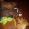 American bullie puppies 