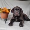 AKC Labrador Retriever CHOCOLATE LABS