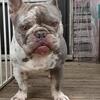 Lilac merle French bulldog stud