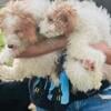 AKC Moyen Poodles Puppies