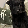 Puppy for sale!