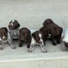 German Shorthair Pointer Puppies, $600(Liver color) $700 (roans)