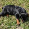 Akc Rottweiler