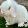 Pedigreed Holland Lops was