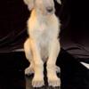 Irish Wolfhound puppies for sale