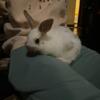 Bunny looking for a home