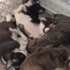 Born on 6-1-24 adorable Boston Terrier puppies ready for their new home