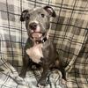 Female pitbull puppy “pink”